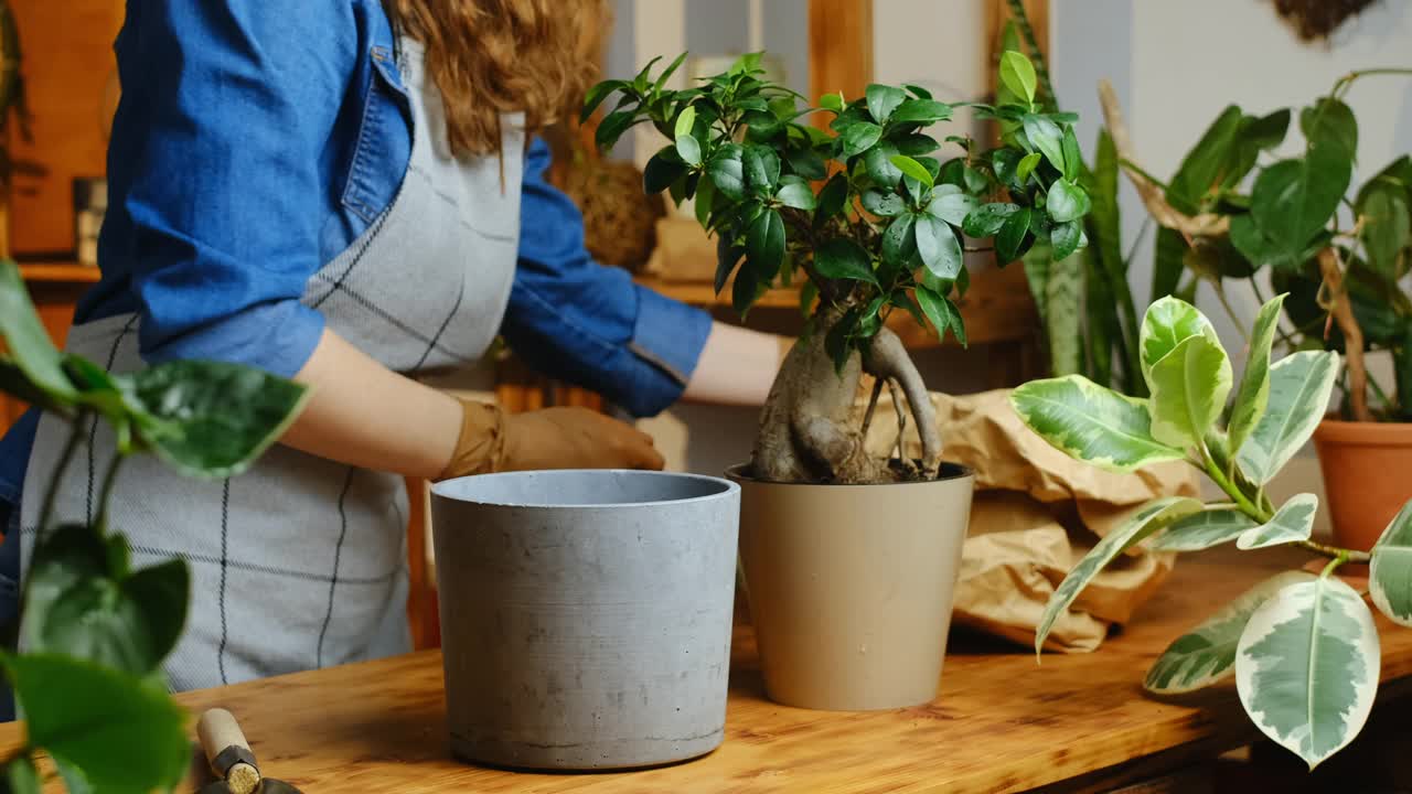 一名妇女正在移植无花果人参室内植物视频素材