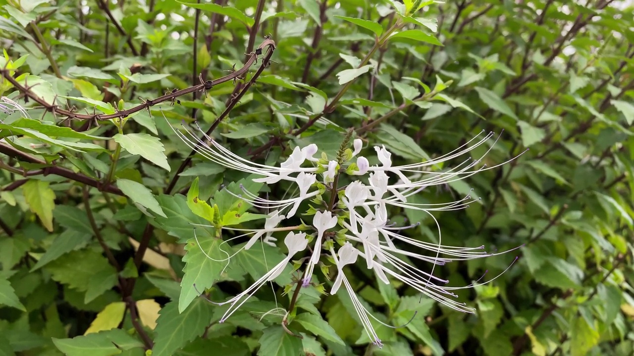 白色的花和叶视频素材