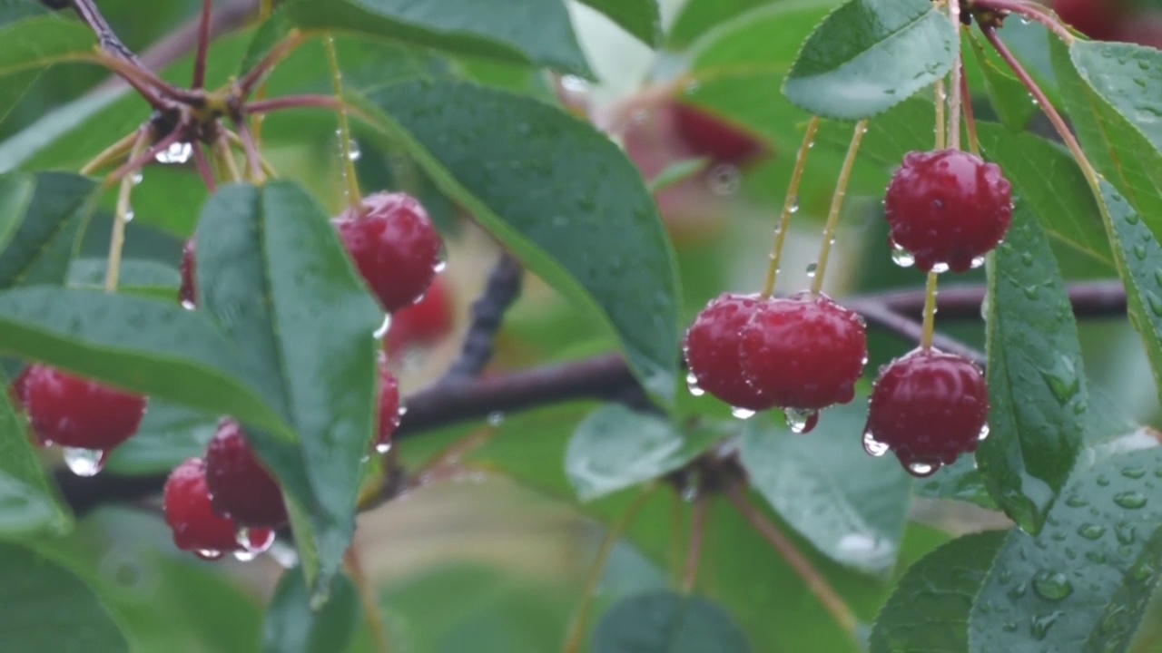 一串樱桃挂在被雨水淋过的树枝上视频素材