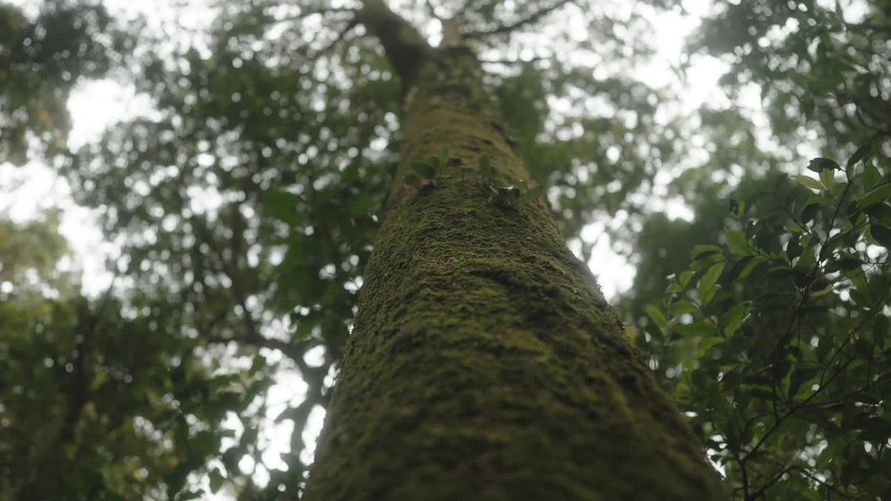 倾斜角度拍摄的苔藓覆盖着热带雨林的榕树视频素材