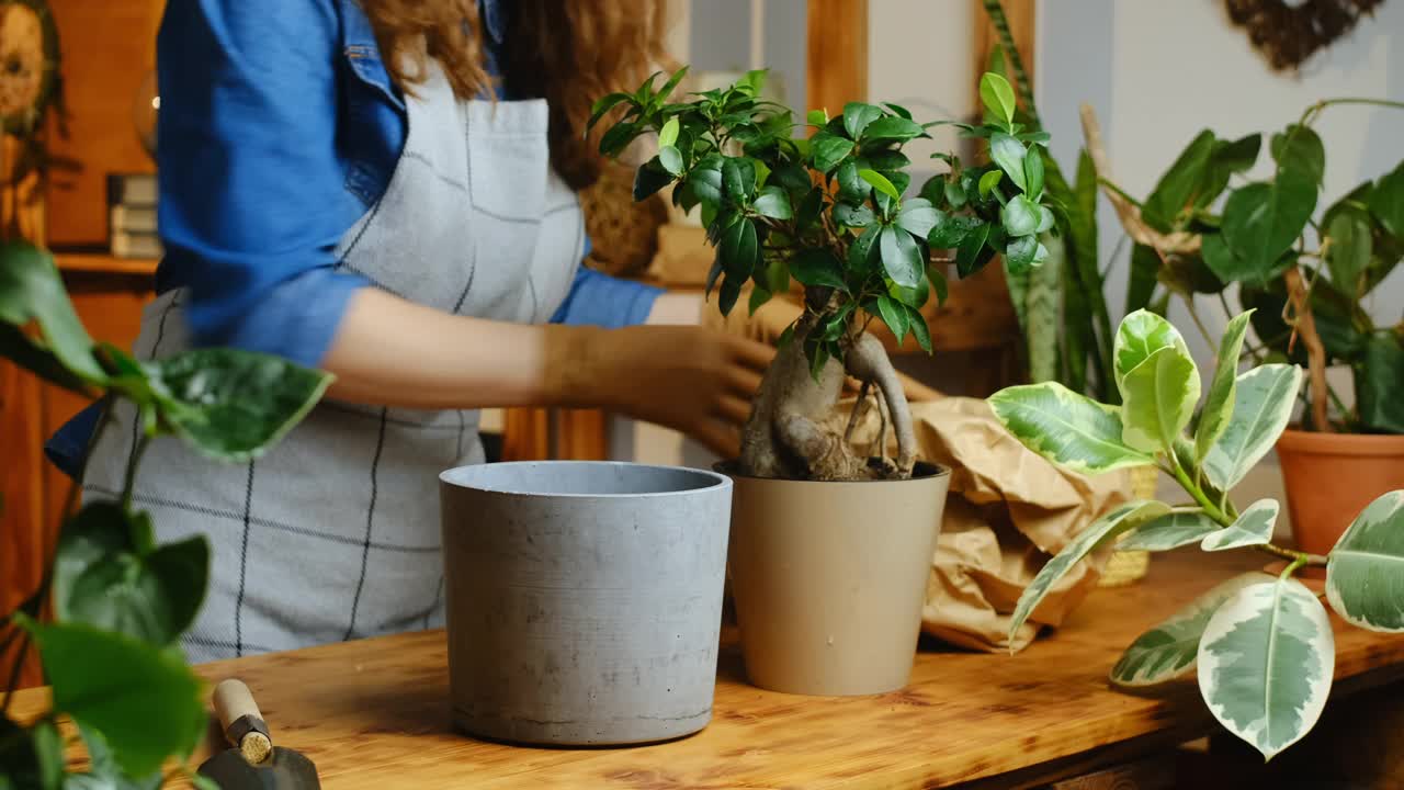 女人移植室内植物视频素材