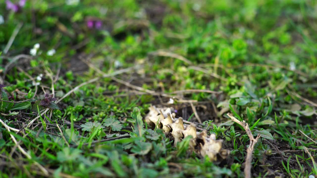 草中的动物骨骼特写视频素材