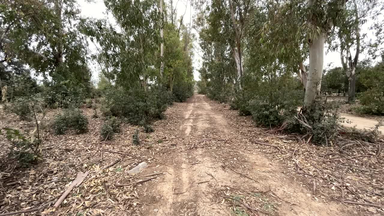 探索视频在一条道路之间的高大树木。视频素材