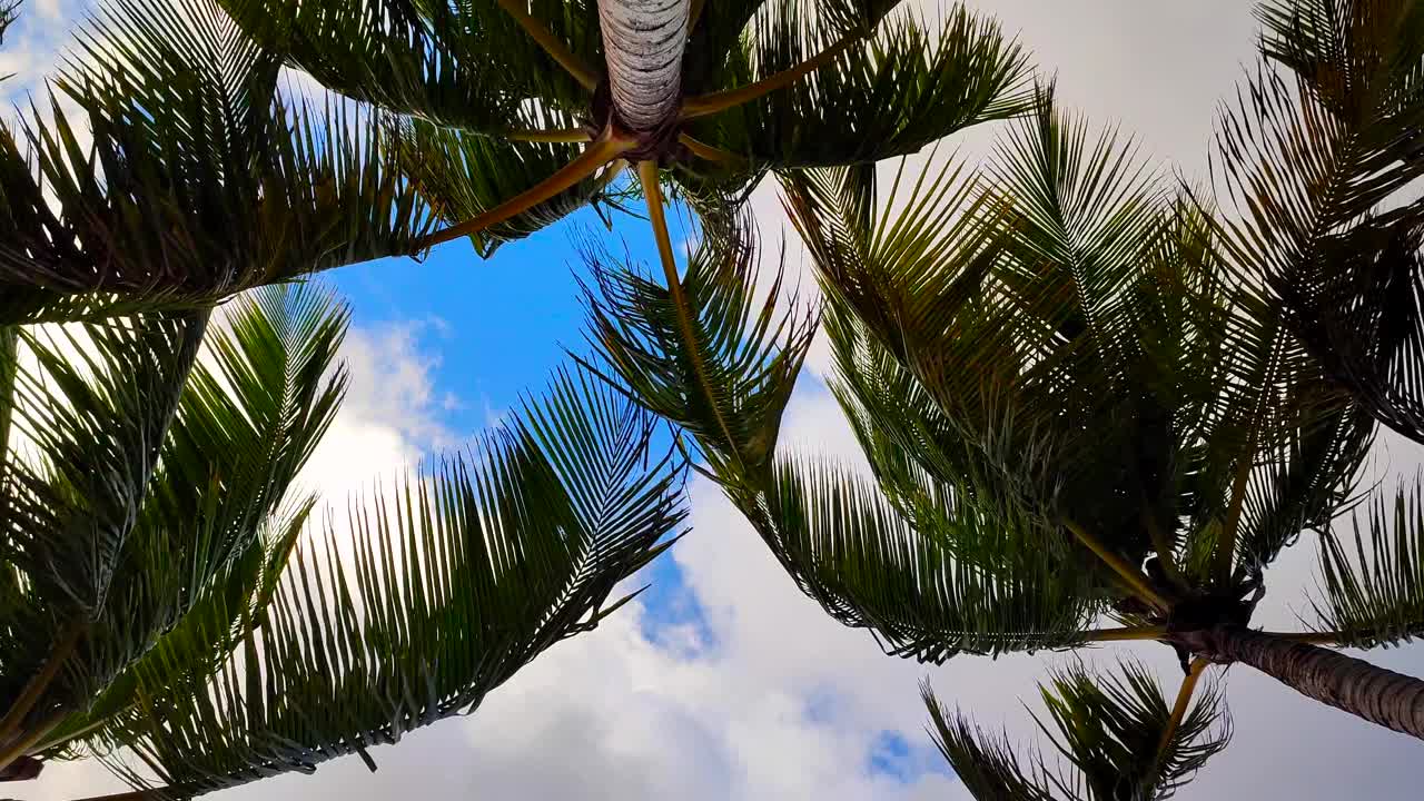 热带海滩棕榈椰叶云层天空背景视频素材