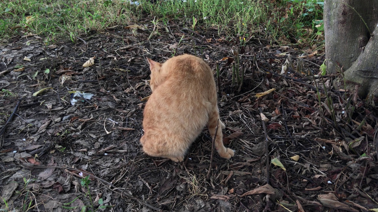 那只猫正在擦它的毛视频素材