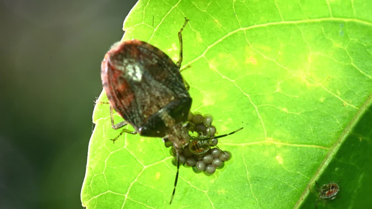 臭虫(Nezara viridula)照顾它的蛋和小鸡。视频素材