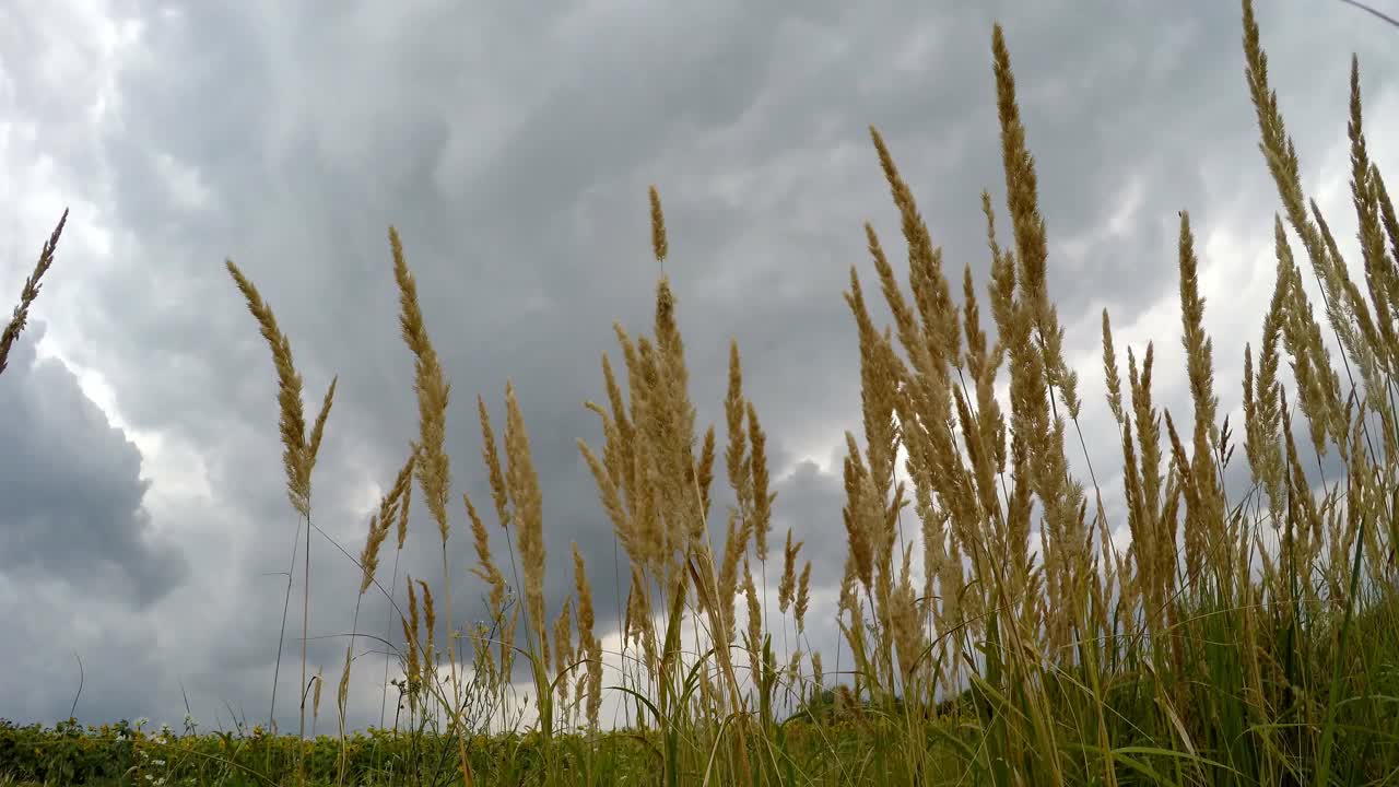 暴风雨前的天空。乌克兰田野前有雷雨。视频素材