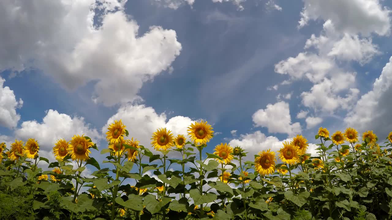 花儿对着太阳微笑。视频素材