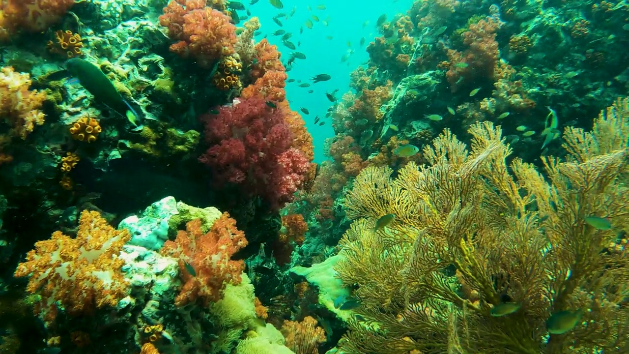 壮观的软珊瑚花园和柳珊瑚在热带海水与一群小鱼的水下海景视频素材