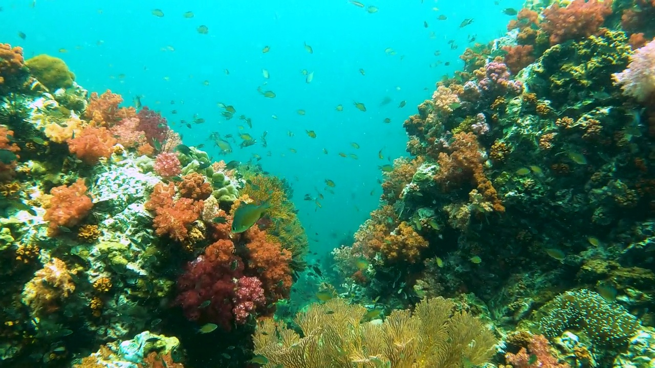 壮观的软珊瑚花园和柳珊瑚在热带海水与一群小鱼的水下海景视频素材