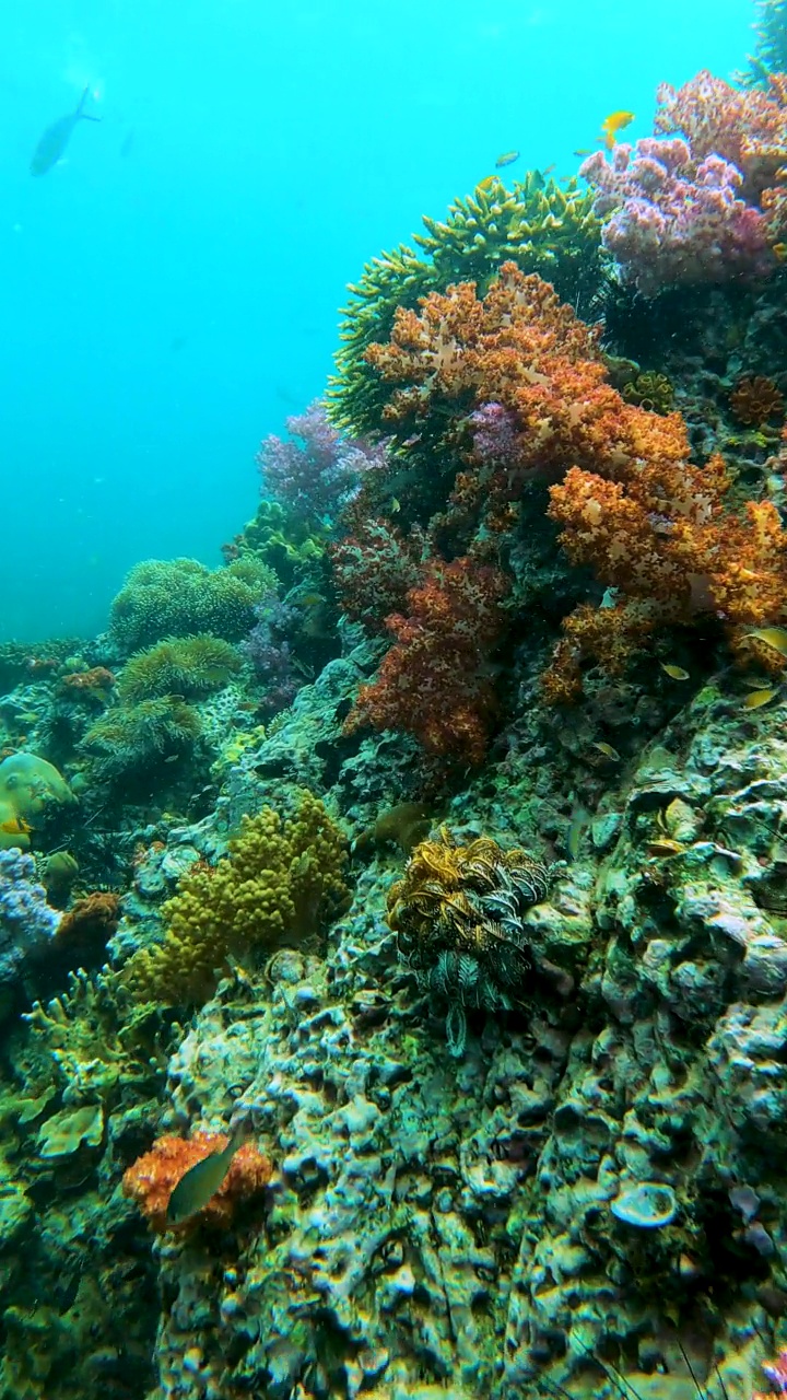 壮观的软珊瑚花园和柳珊瑚在热带海水与一群小鱼的水下海景视频素材