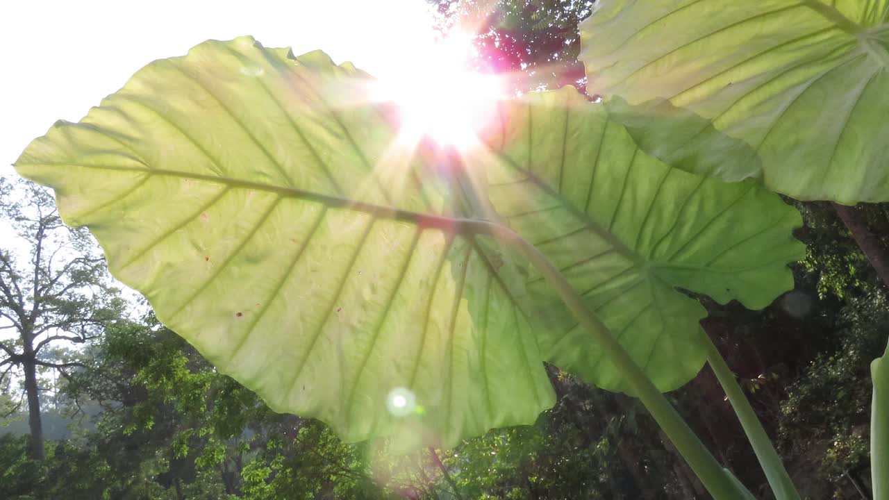 泰国巨花带阳光视频素材