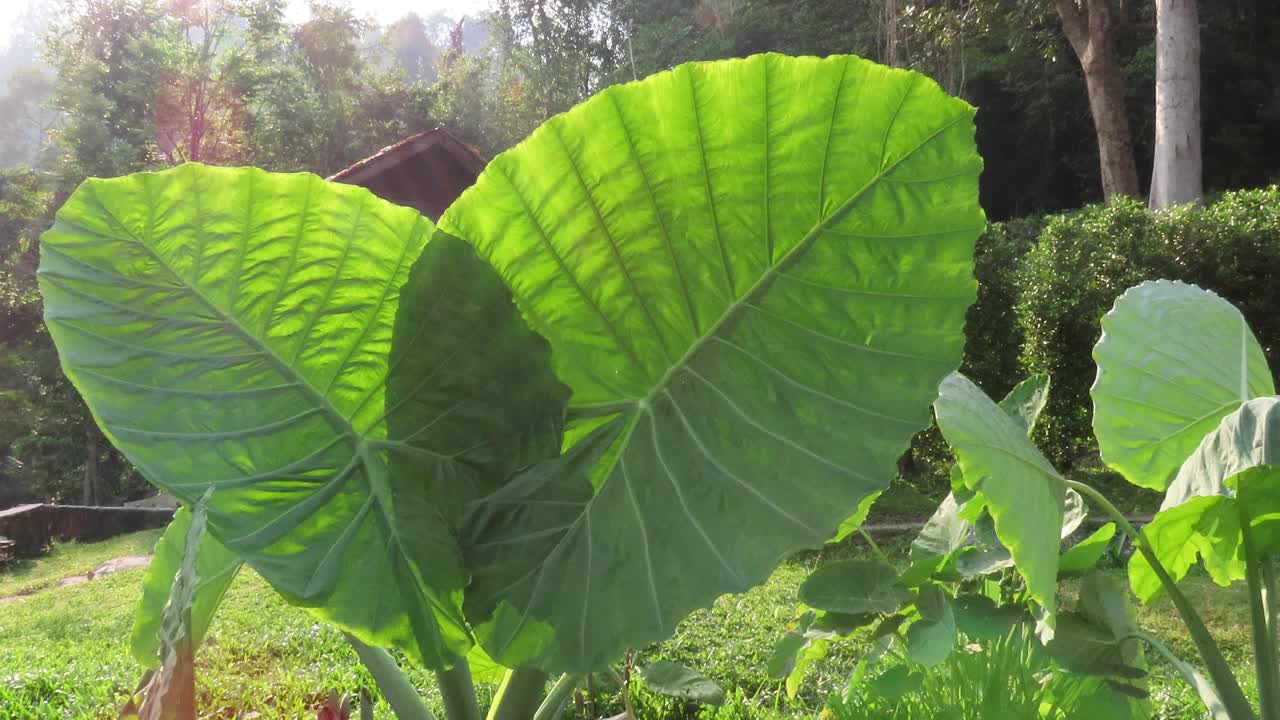 泰国巨花带阳光视频素材