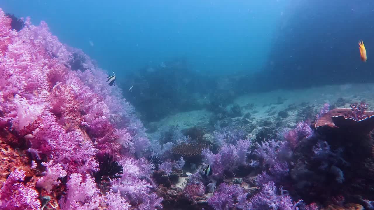 壮观的软珊瑚花园和柳珊瑚在热带海水与一群小鱼的水下海景视频素材