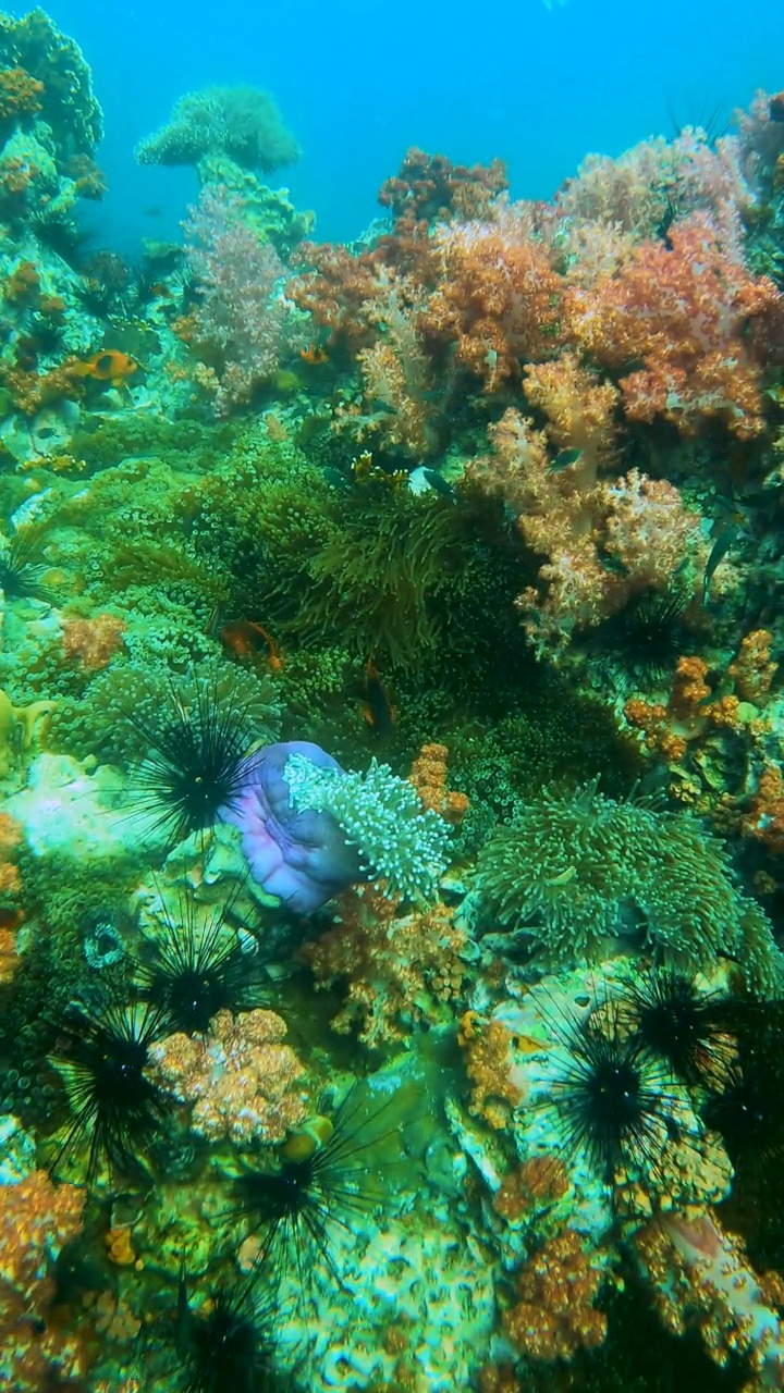 壮观的软珊瑚花园和柳珊瑚在热带海水与一群小鱼的水下海景视频素材