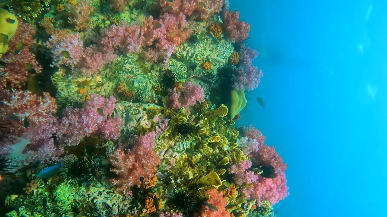 壮观的软珊瑚花园和柳珊瑚在热带海水与一群小鱼的水下海景视频素材