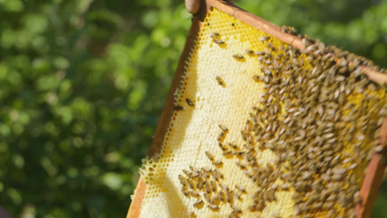 养蜂人检查蜂房内带蜂窝架。养蜂人把蜂巢框和蜜蜂放在蜂箱里。蜂蜜生产视频素材