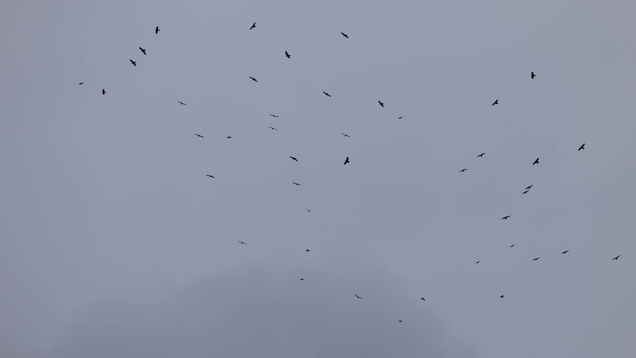 一群排成不完美队形的乌鸦。鸟儿在暴风雨的天空中排成队形飞行。排成队形飞行的迁徙的大鸟。一大群鸟。野生动物4K慢动作120帧的视频视频素材