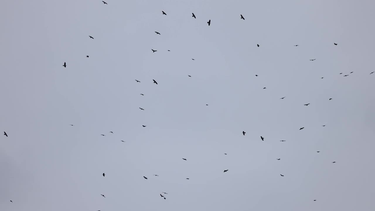 一群排成不完美队形的乌鸦。鸟儿在暴风雨的天空中排成队形飞行。排成队形飞行的迁徙的大鸟。一大群鸟。野生动物4K慢动作120帧的视频视频素材