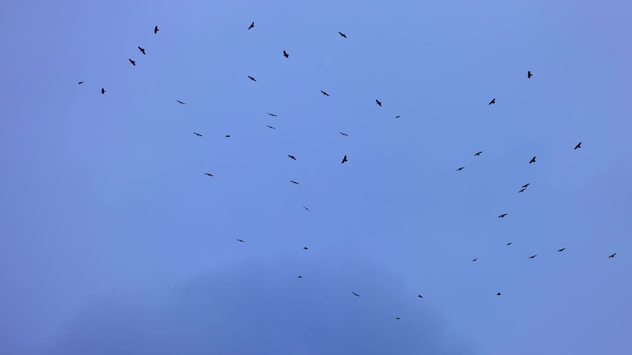 一群排成不完美队形的乌鸦。鸟儿在暴风雨的天空中排成队形飞行。排成队形飞行的迁徙的大鸟。一大群鸟。野生动物4K慢动作120帧的视频视频素材