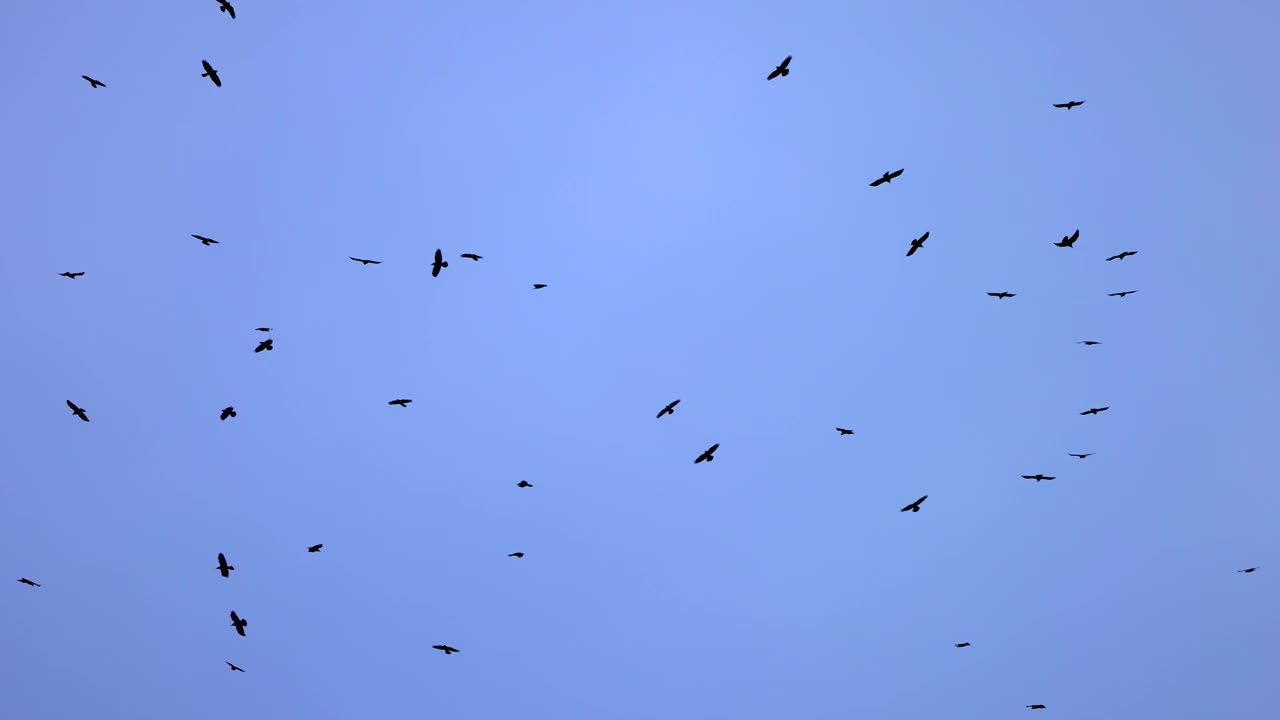 一群排成不完美队形的乌鸦。鸟儿在暴风雨的天空中排成队形飞行。排成队形飞行的迁徙的大鸟。一大群鸟。野生动物4K慢动作120帧的视频视频素材