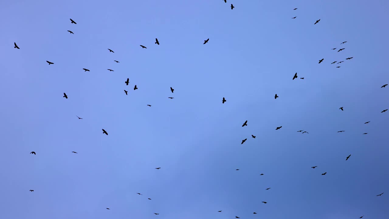 一群排成不完美队形的乌鸦。鸟儿在暴风雨的天空中排成队形飞行。排成队形飞行的迁徙的大鸟。一大群鸟。野生动物4K慢动作120帧的视频视频素材