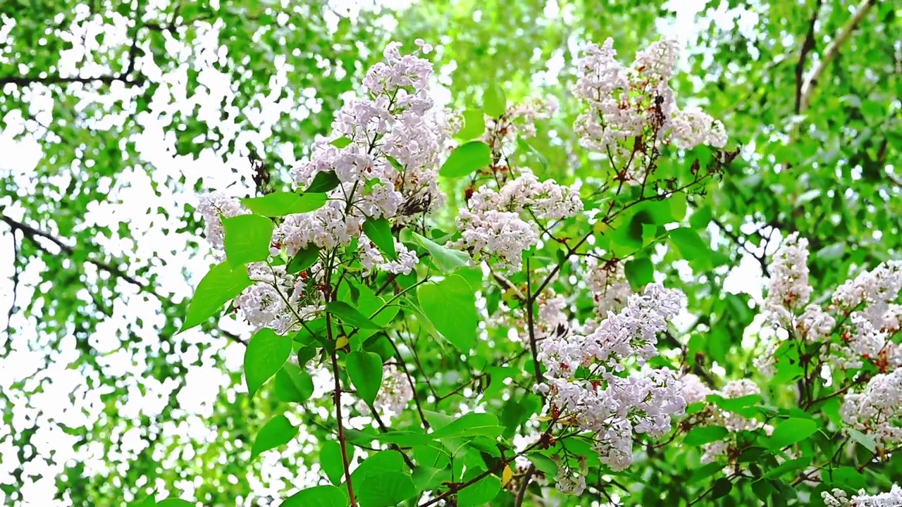 一朵白色的丁香花在风中摇曳视频素材