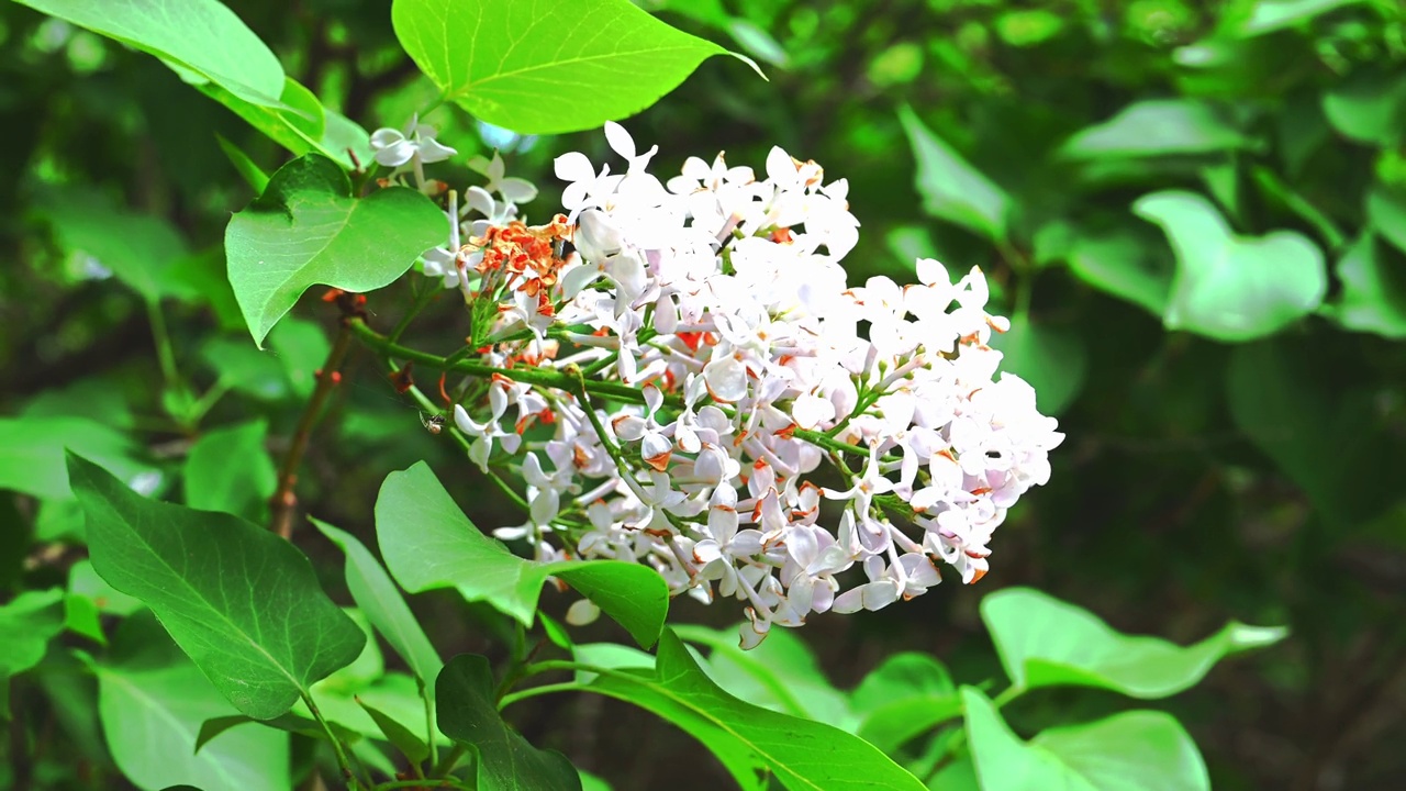 一朵白色的丁香花在风中摇曳视频素材