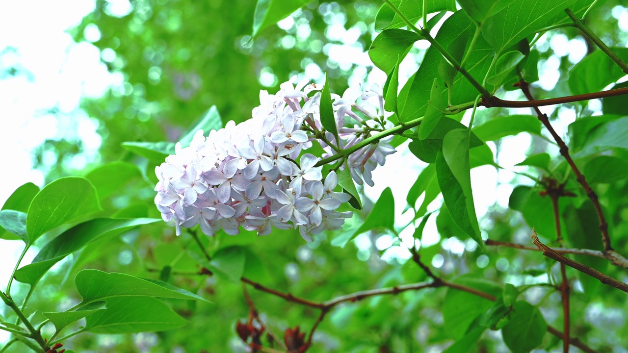 一朵白色的丁香花在风中摇曳视频素材