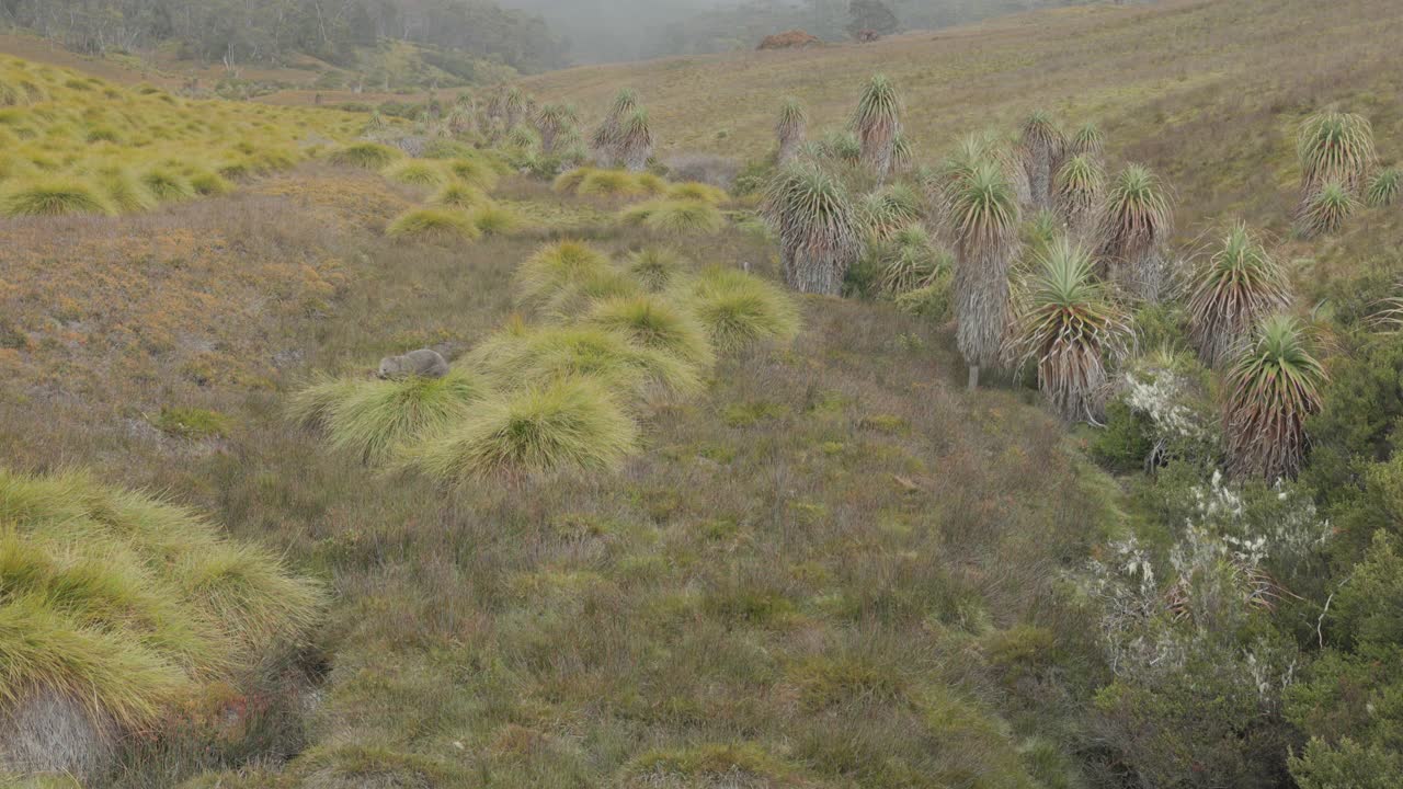 在摇篮山国家公园罗尼CRK的pandani附近吃草的袋熊视频素材