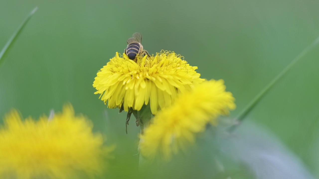 蜜蜂采集花蜜黄色蒲公英盛开在绿色阳光花园的夏季草地上视频素材