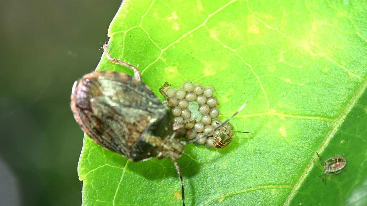 臭虫(Nezara viridula)照顾它的蛋和小鸡。视频素材