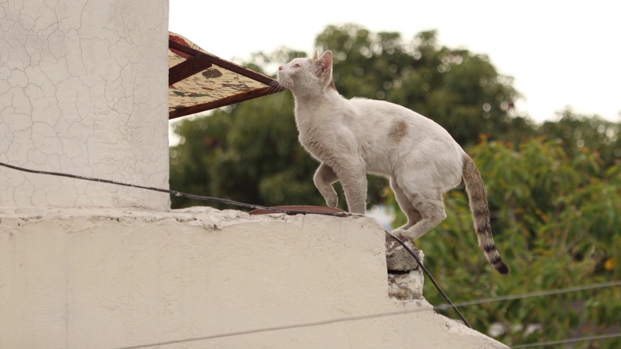 猫视频素材