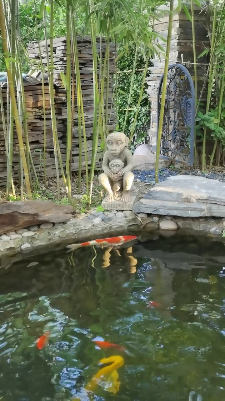 锦鲤视频素材