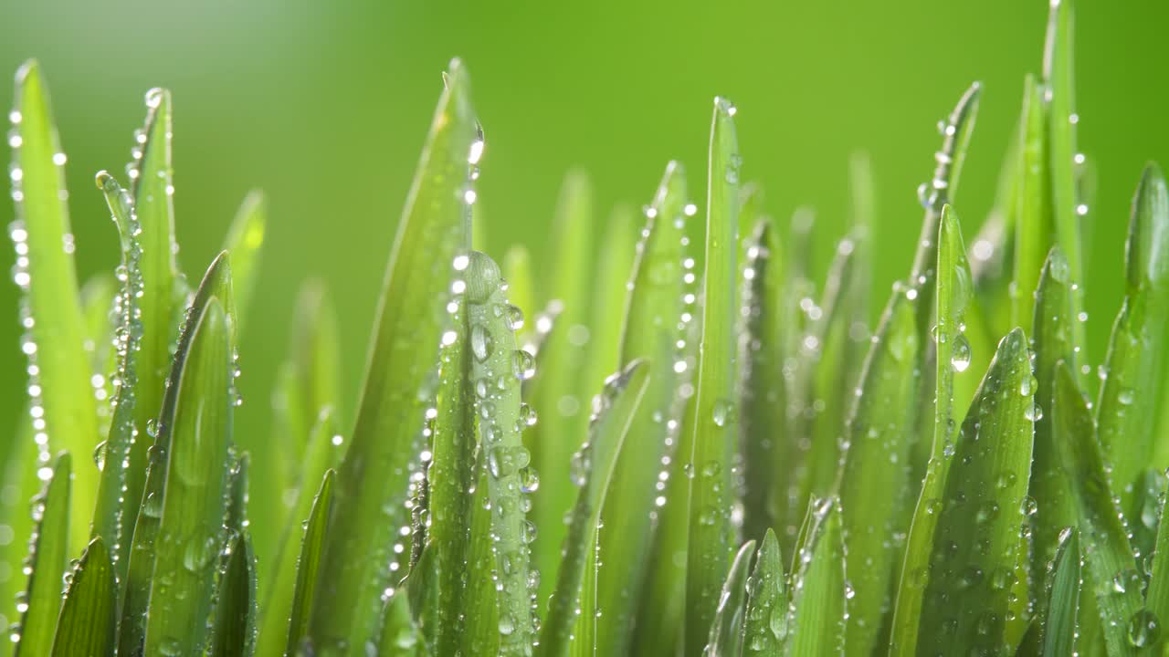 潮湿的草坪或草地视频素材