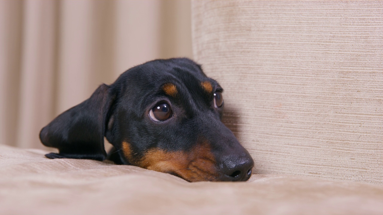 带有姜黄色斑点的黑色光滑毛腊肠犬小狗用狡猾的眼神看着主人，请求允许在沙发上跳上特写镜头视频素材