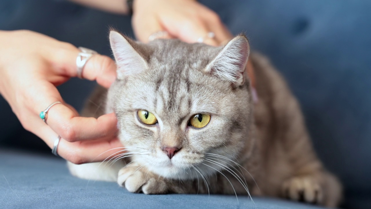 英国短毛小猫，深受主人喜爱视频素材