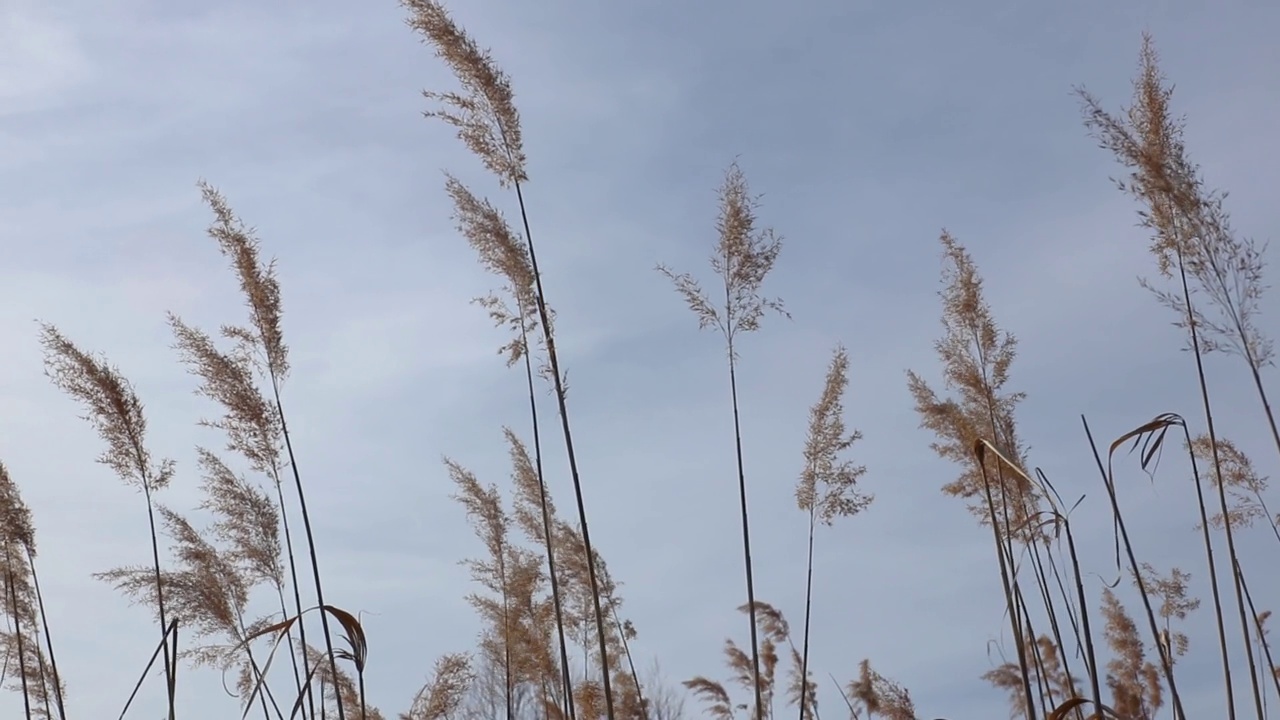 低角度看藤蔓摇曳在风对蓝天视频素材