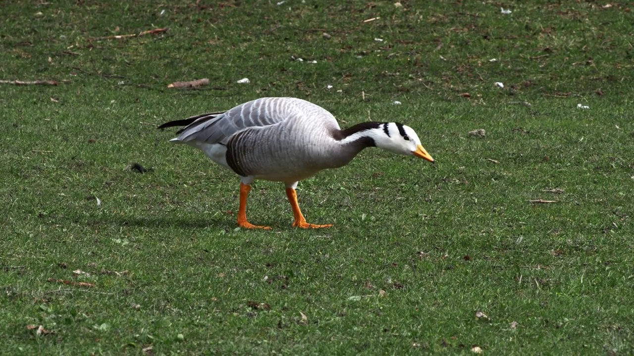 Bar-headed goose, Anser indicus是世界上最高的飞鸟之一，见于德国慕尼黑的英国花园视频素材