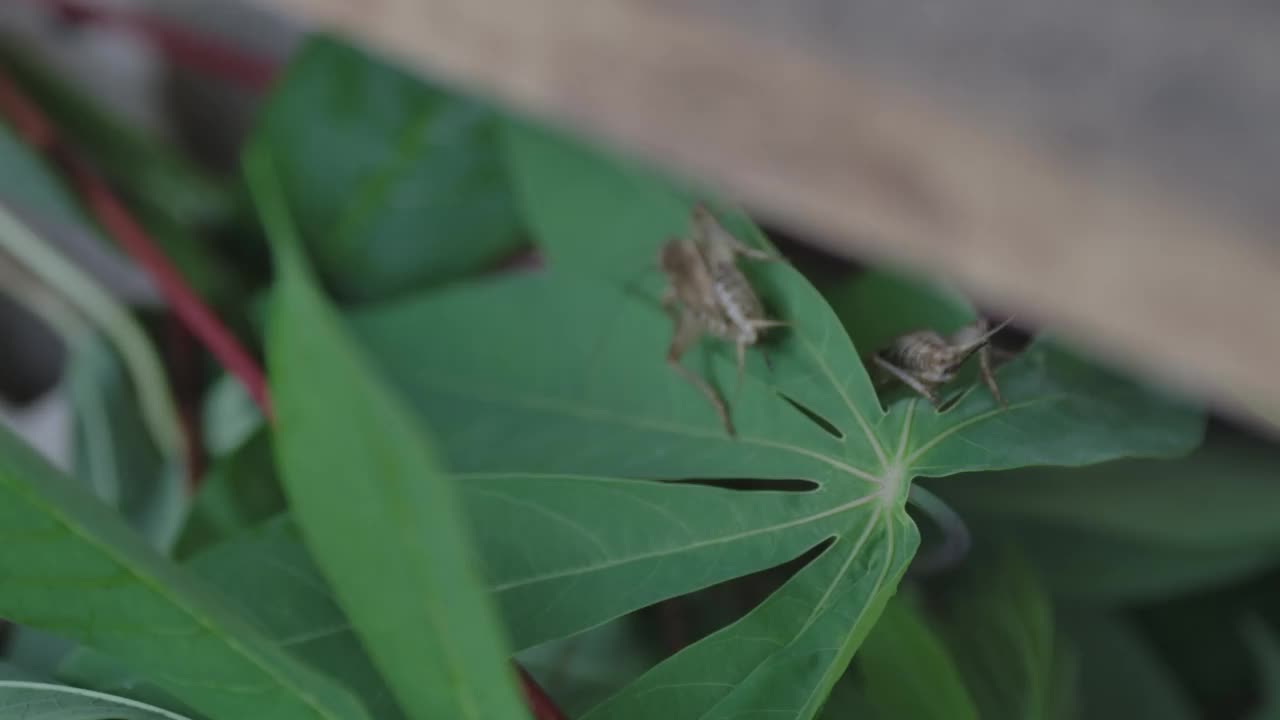 农场里的板球生活视频素材