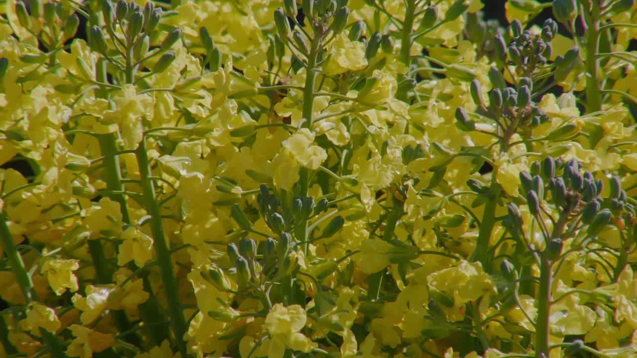 夏季或春季，蜜蜂正在草地上的黄色花朵上授粉视频素材