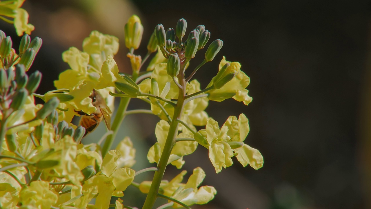 春天花园里盛开的黄色花朵上的蜜蜂，近景视频素材
