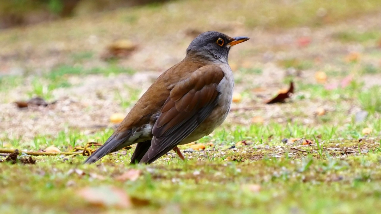 苍白Turdus pallidus走开后匆匆视频素材