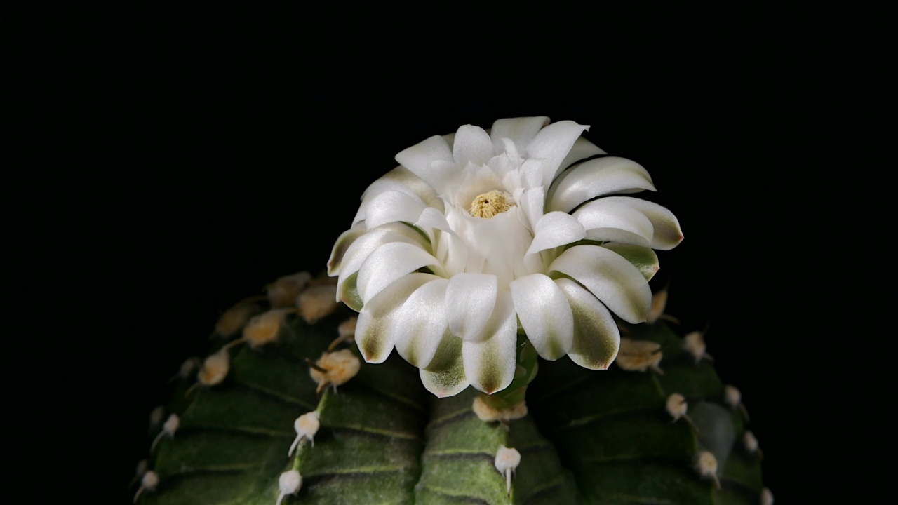 gymnocalcium仙人掌开花，花盆里的小仙人掌视频素材