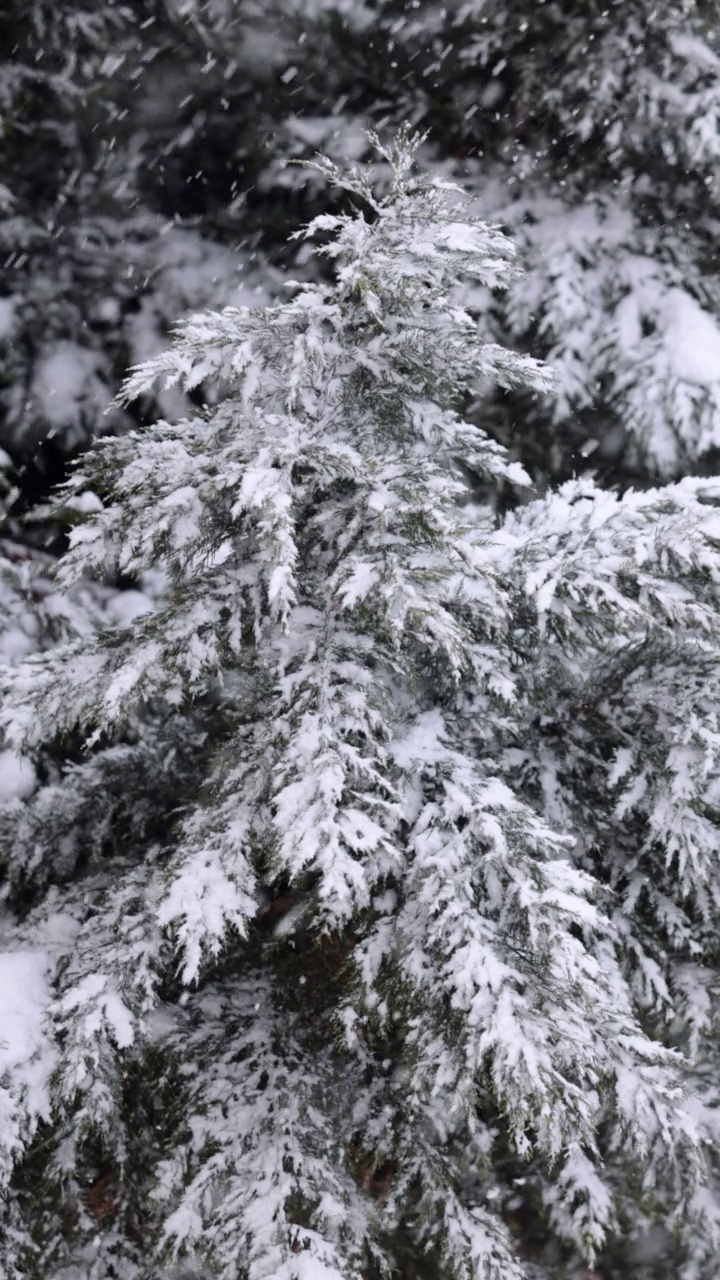 松树下大雪视频素材