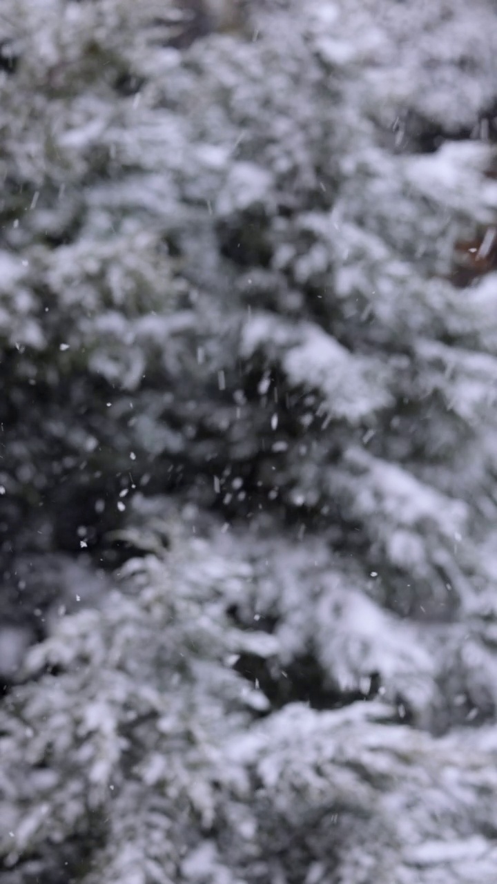 松树下大雪视频素材