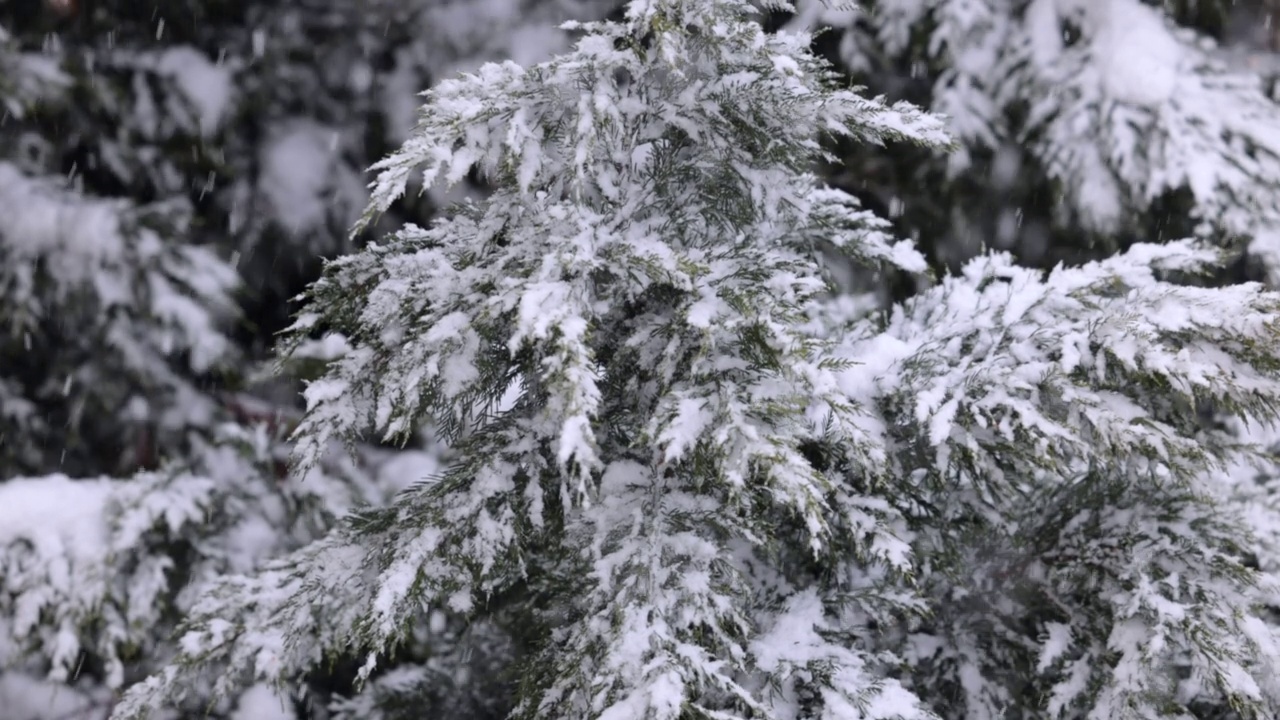 松树下大雪视频素材