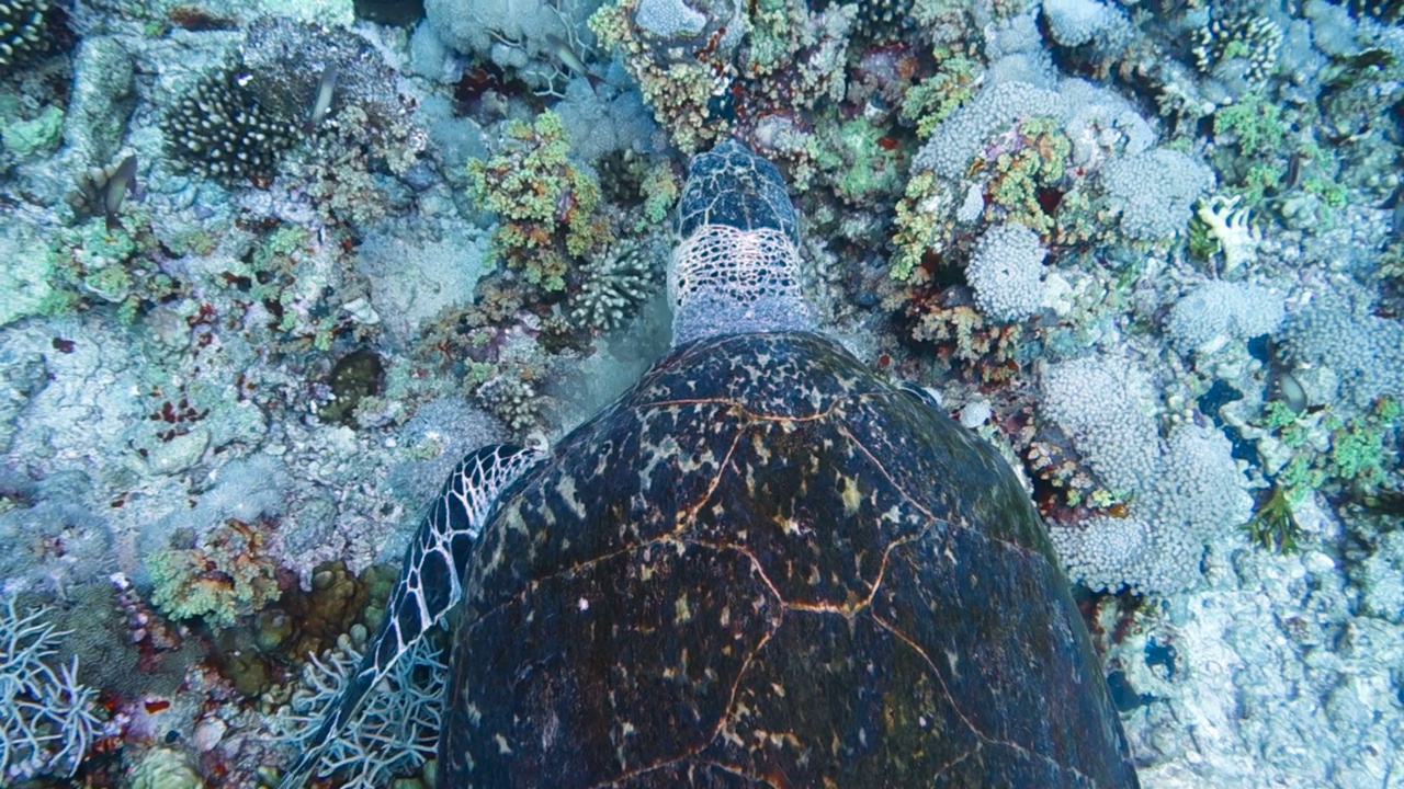 大海龟慢慢地游过礁石视频素材