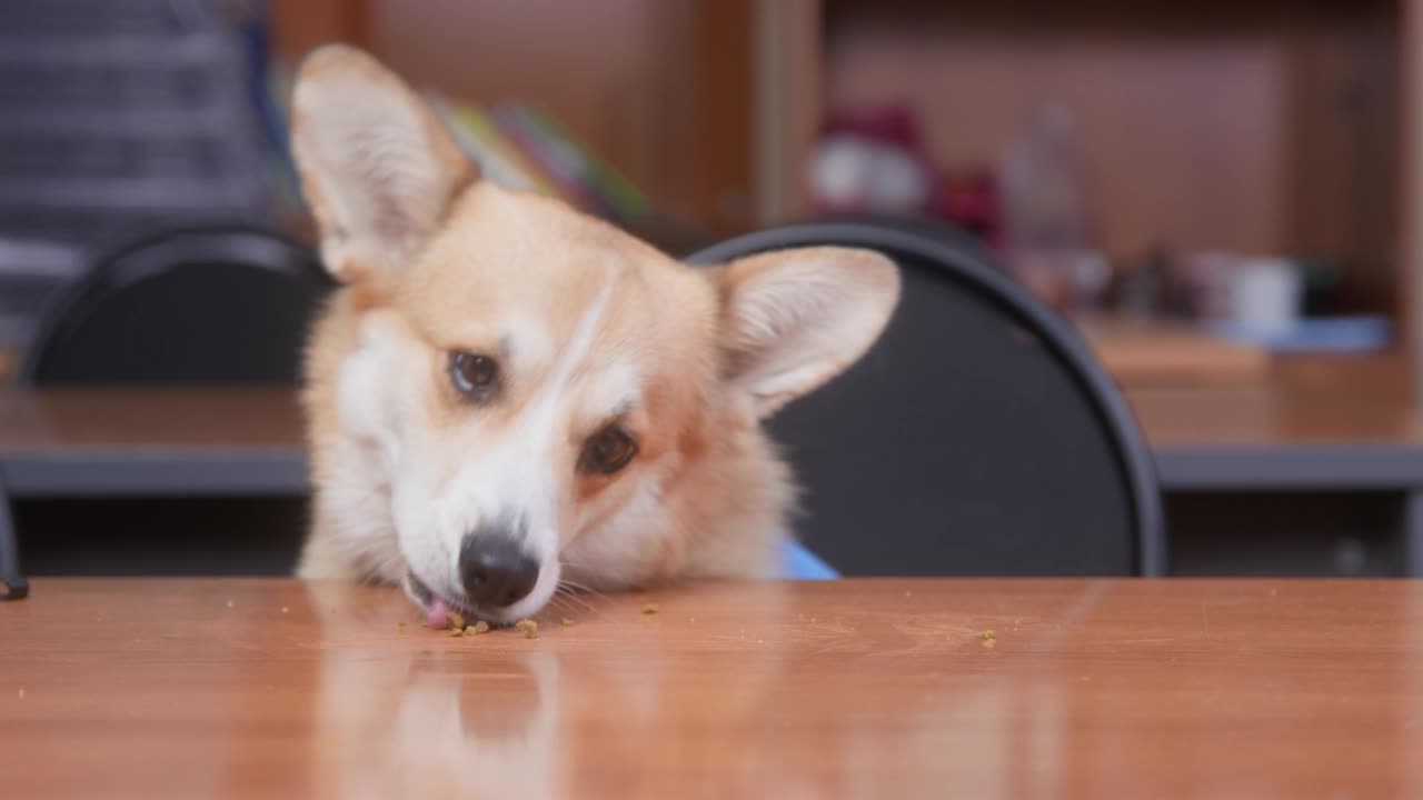 姜毛威尔士柯基犬彭布罗克坐在课桌旁边的椅子上吃狗食，旁边放着学习用品视频素材