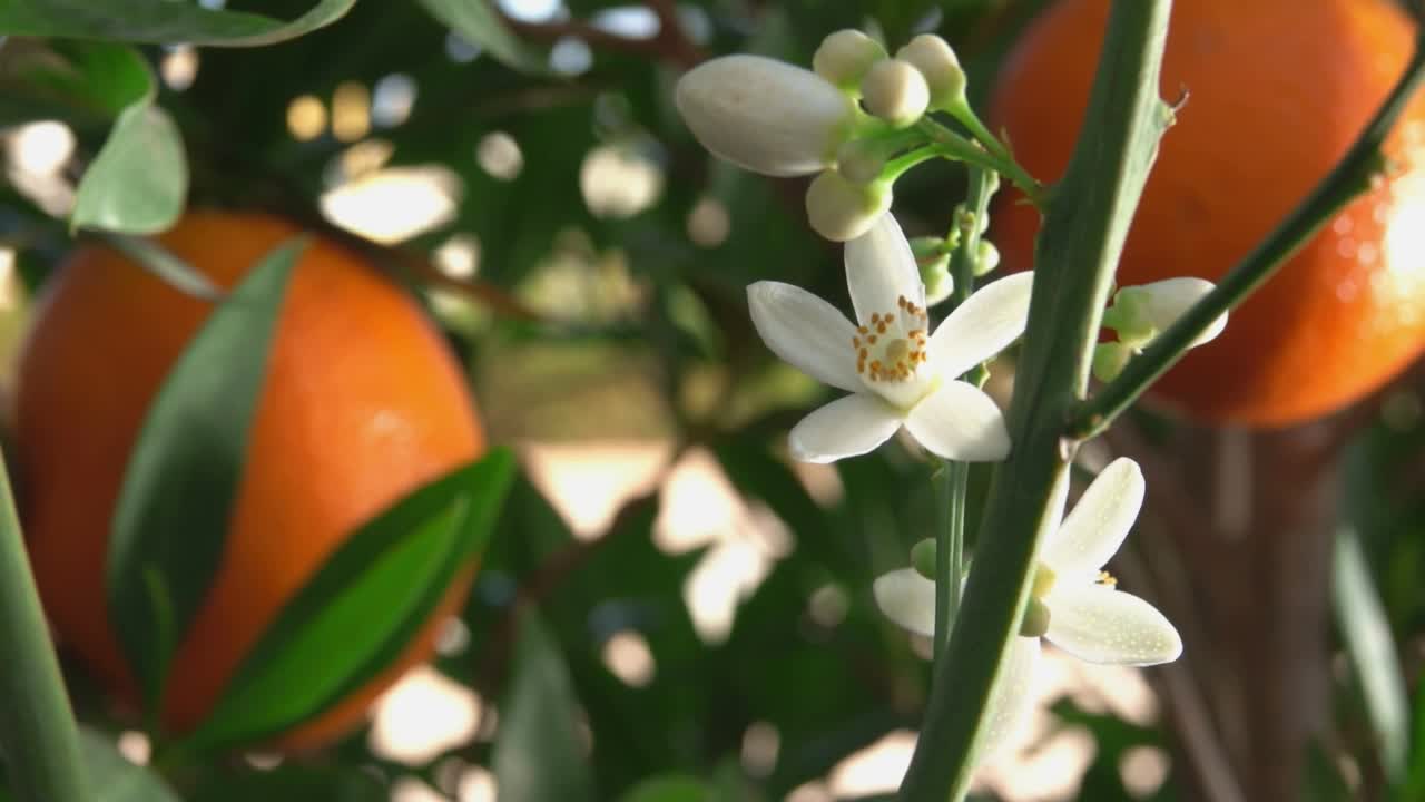 超级特写的白橙香花盛开在树枝上视频素材